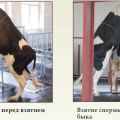 Rules for taking semen from a bull and how to assess the quality of semen, storage conditions