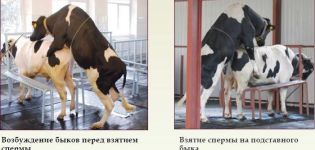 Правила за узимање семена од бика и како се процењује квалитет семенке, услови складиштења