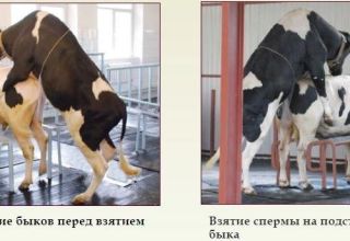 Spermos paėmimo iš jaučio taisyklės ir kaip įvertinti spermos kokybę, laikymo sąlygas