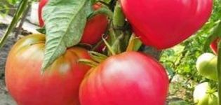 Description of the tomato variety Pink helmet, its characteristics