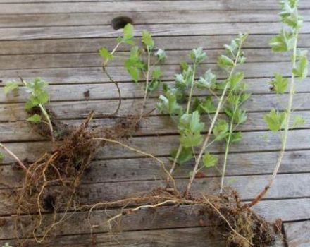 Optimal timing and best ways to propagate gooseberries