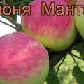 Description and characteristics of the summer variety of Mantet apple trees, planting and growing rules