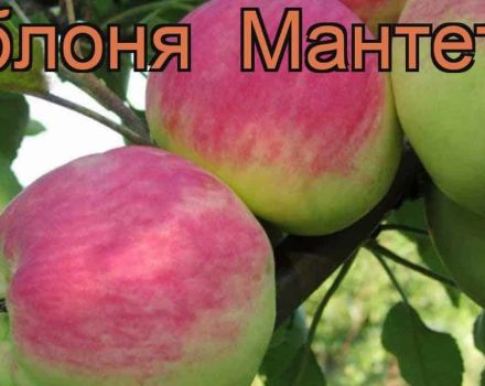 Beschreibung und Eigenschaften der sommerlichen Sorte der Mantet-Apfelbäume, Pflanz- und Wachstumsregeln