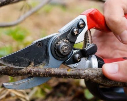Wann und wie man Johannisbeeren für eine gute Ernte richtig trimmt