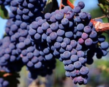 Beskrivelse og egenskaper ved Carmenere-druesort, historie, dyrking og stell