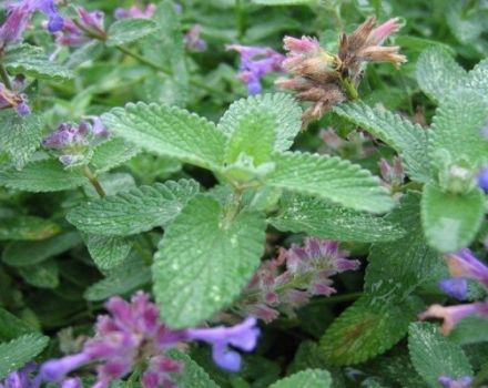 Description of varieties and types of mint with names that exist