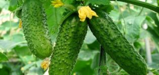 Đặc điểm và mô tả của giống dưa chuột Masha, cách trồng và chăm sóc chúng