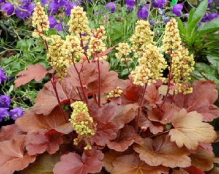 Egenskaper och beskrivningar av Heuchera-sorter, planterings- och vårdregler