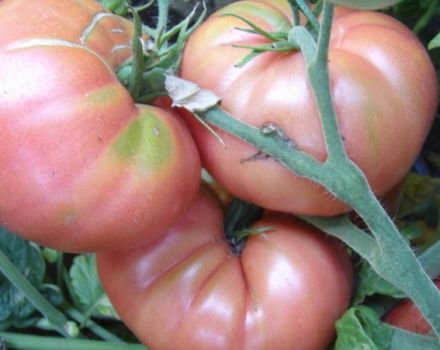 מאפיינים ותיאור של זן העגבניות הפיל הוורוד והתשואה שלו