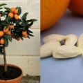 Plantar, cultivar e cuidar de uma laranja em casa