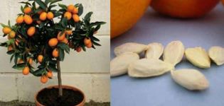 Φύτευση, ανάπτυξη και φροντίδα πορτοκαλιού στο σπίτι