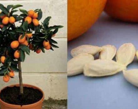 زراعة البرتقال وتنميته والعناية به في المنزل