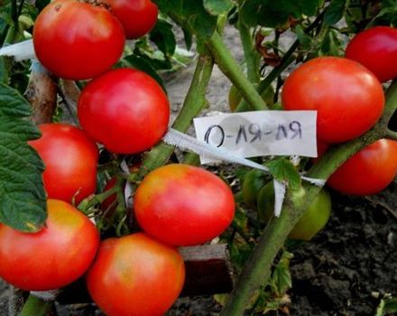 Description of the tomato variety O La La and its characteristics
