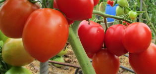 Egenskaber og beskrivelse af Stolypin-tomatsorten, dens udbytte