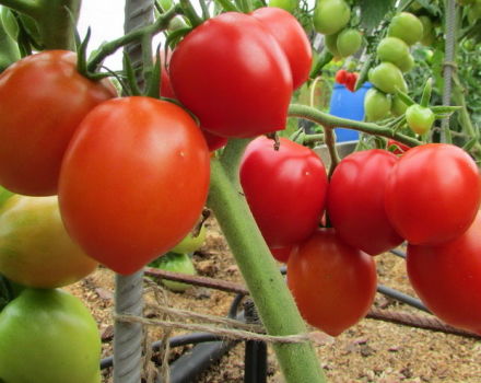 Characteristics and description of the Stolypin tomato variety, its yield