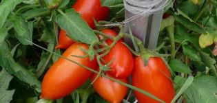 Beschreibung der Tomatensorte Ukhazher und ihrer Eigenschaften