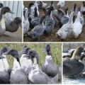 Beschreibung und Eigenschaften von Enten der blauen Lieblingsrasse, deren Anbau