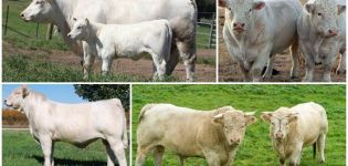 Beskrivelse og egenskaper ved Charolais storfe, funksjoner i innholdet