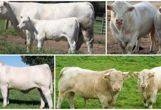 Popis a vlastnosti skotu Charolais, vlastnosti obsahu