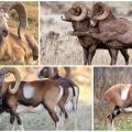 Description and varieties of wild rams with twisted horns, where they live