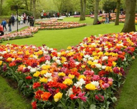 Como plantar tulipas lindamente, a escolha de variedades e idéias de design
