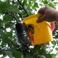 Apple tree propagation methods at home by cuttings in summer, plant care