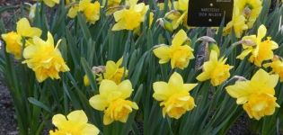 Description of the daffodil variety Dick Wilden, growing rules and breeding methods