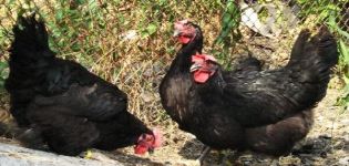 Περιγραφή των 6 καλύτερων φυλών κοτόπουλων με μαύρο φτέρωμα και κανόνες διατήρησης