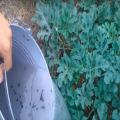 Како и како правилно нахранити лубенице на отвореном у току цветања и плодовања
