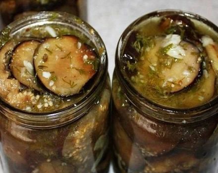 6 bästa recept för bakad aubergine för vintern