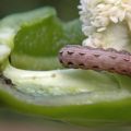 Skadedjur av paprika och kampen mot dem: vad man ska göra, vad man ska behandla