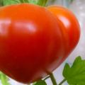 Характеристики и описание на сорта домат Буденовка, неговият добив