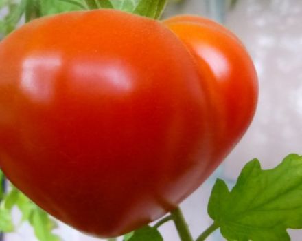 Charakteristika a popis odrůdy rajčat Budenovka, její výnos