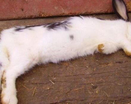 Why rabbits are dying, the main reasons and what to do at home