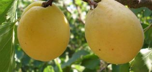 وصف صنف المشمش Limonka وخصائص المحصول والفروق الدقيقة في الزراعة