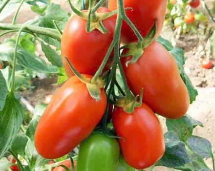 Características e descrição da variedade de tomate Santo das senhoras