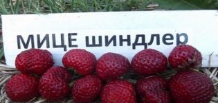 Опис и карактеристике сорте јагода Мице Сцхиндлер, садња и нега