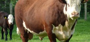 Average lifespan of wild bulls and how many years people keep them