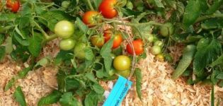 Beschreibung der Tomatensorte Leningradskiy Kholodok, Anbaueigenschaften und Ertrag