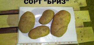 תכונות של גידול תפוחי אדמה מגוון הבריזה, תיאור ומאפייניה