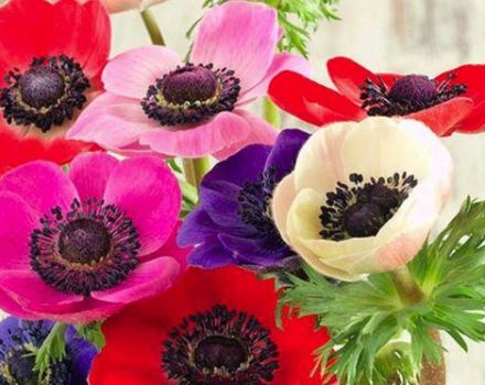 Beskrivning av sorter och typer av anemoner, plantering och skötsel i det öppna fältet