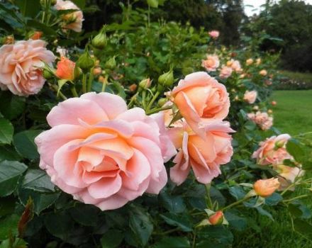 Characteristics and description of the Geisha rose variety, cultivation and care