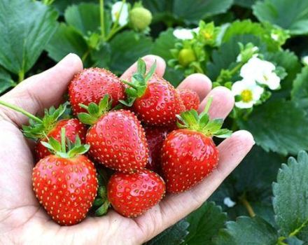 Description et caractéristiques de la variété de fraises Avis Delight, plantation et entretien