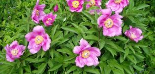 Proprietà medicinali e controindicazioni della peonia sfuggente, composizione e applicazione