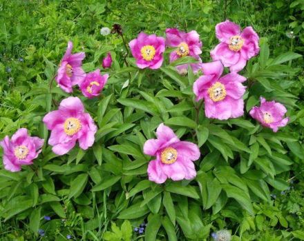 Propriétés médicinales et contre-indications de la pivoine éludante, composition et application