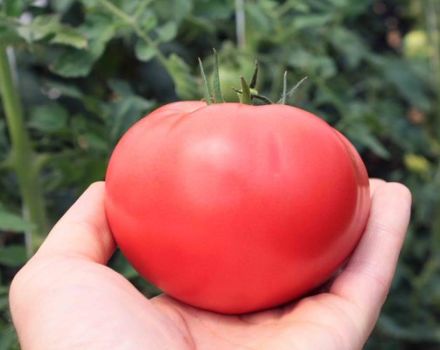 Description de la variété de tomate Bravy General et de ses caractéristiques