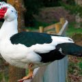 For what reasons, Indo-women do not lay eggs at all and what to do, prevention