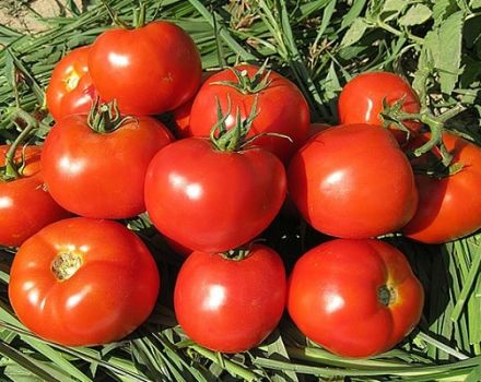 Descrição da variedade de tomate Lodge e suas características