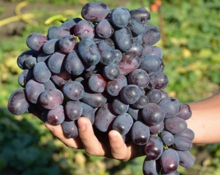 Mô tả và sự tinh tế của việc trồng nho Lorano