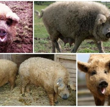 Características de um híbrido de ovelha e porco, características e conteúdo da raça